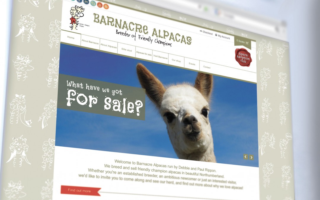 Brand and website for Barnacre Alpacas